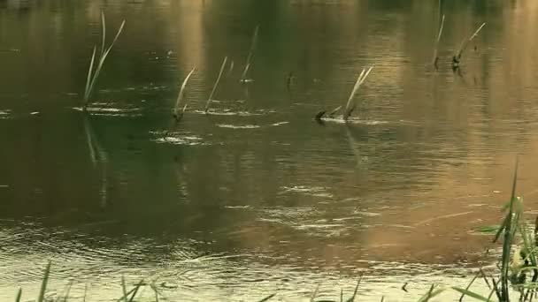 Le débit de la rivière . — Video