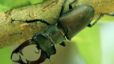 Geyik böceği. Lucanus cervus