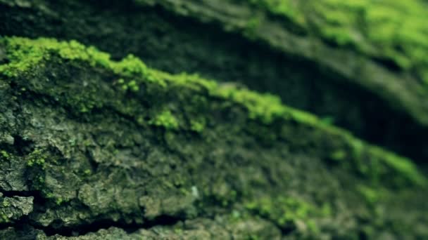 Le champignon des arbres. Polyporus squamosus .