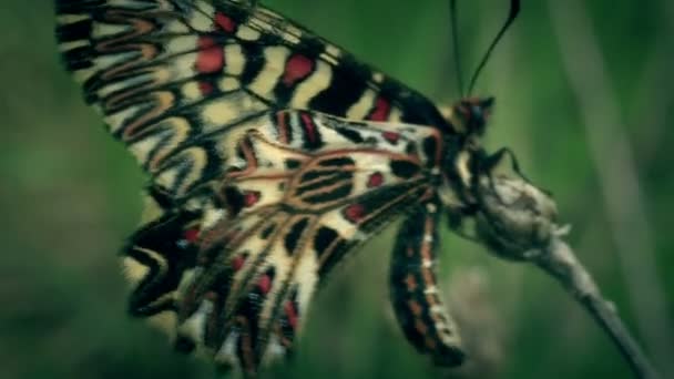 Желтая бабочка Zerynthia polyxena. Макро . — стоковое видео