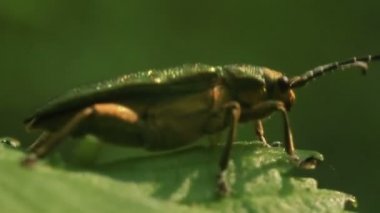 Yapraktaki yeşil böcek. Makro.