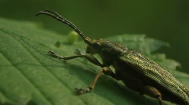 Yapraktaki yeşil böcek. Makro.