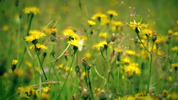 Fluturele Gonepteryx bea nectar și muște . — Videoclip de stoc