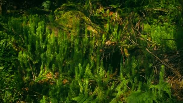 Plumes dans la fougère et les mousses 