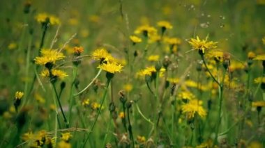 Crepis capillaris. Çayır panorama.