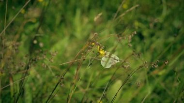 Gonepteryx kelebek sarı çiçek uçar.