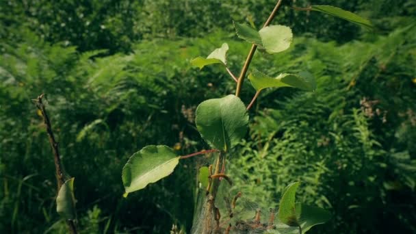 The cradle of caterpillars. — Stock Video