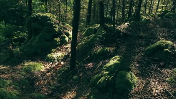 Rocas musgosas de los Cárpatos . — Vídeos de Stock