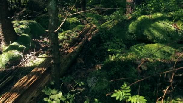 Polytrichaceae Moos und der Geldsegen in den Karpaten. — Stockvideo