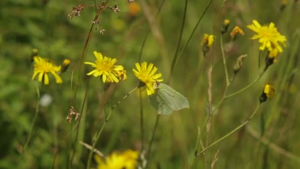 La mariposa Gonepteryx bebe néctar y vuela . — Vídeos de Stock