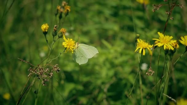 Der Gonepteryx-Schmetterling trinkt Nektar und fliegt davon. — Stockvideo