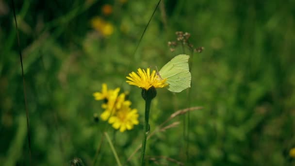 Der Gonepteryx-Schmetterling trinkt Nektar und fliegt. — Stockvideo