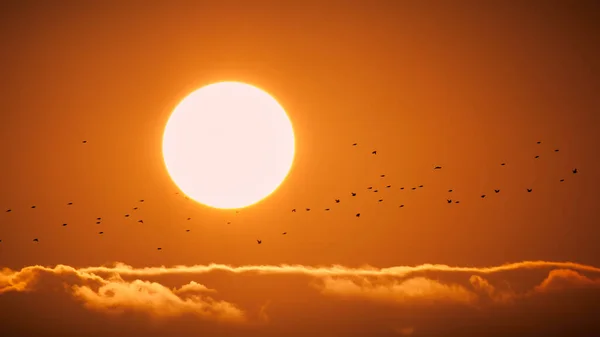 Por Sol Com Silhuetas Pássaros Horizonte Distante — Fotografia de Stock
