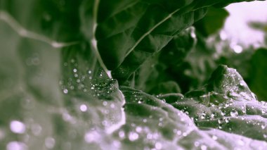 Bitkinin yapraklarına püskürt.