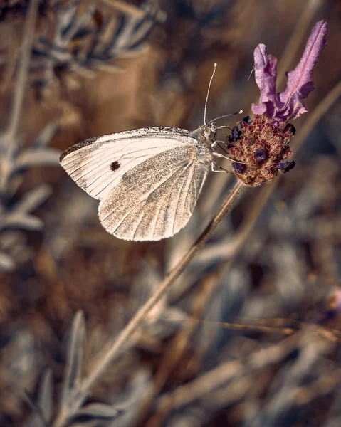 Mariposa Posada Sobre Una Flor Luz Del Atardecer — Foto de Stock