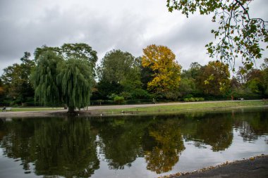 İnsansız bir sonbahar ormanı fotoğrafı. Farklı renklerde ağaçlarla dolu, sarı, yeşil, turuncu. Ekim havası, sıcak bir ilham. Düşen yapraklar