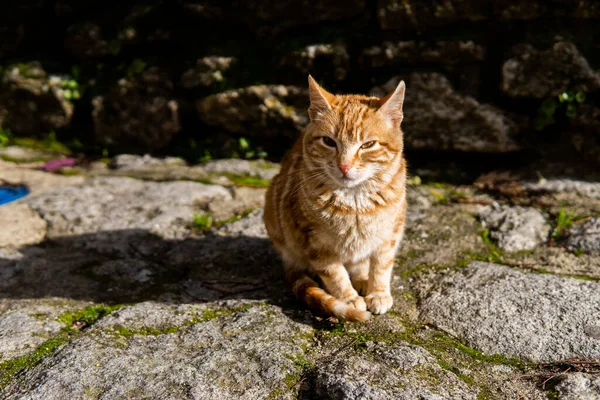 Photo Beautiful Orange Cat Sitting Street Sunny Day — Stock Photo, Image