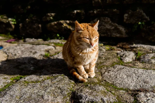 Photo Beautiful Orange Cat Sitting Street Sunny Day — Stock Photo, Image