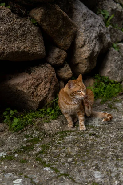 晴れた日に通りに座っている美しいオレンジ色の猫の写真 — ストック写真