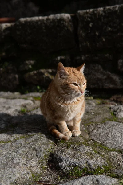 Photo Beautiful Orange Cat Sitting Street Sunny Day — Stock Photo, Image