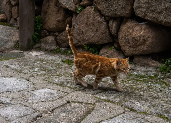 Photo Beautiful Orange Cat Sitting Street Sunny Day — Stock Photo, Image