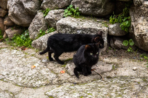 Photo Small Beautiful Black Cat Sitting Street Green Eyes — Stock Photo, Image