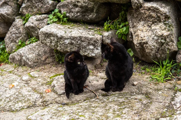 Photo Small Beautiful Black Cat Sitting Street Green Eyes — Stock Photo, Image