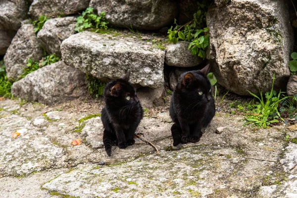 Foto Liten Och Vacker Svart Katt Som Sitter Gatan Gröna — Stockfoto