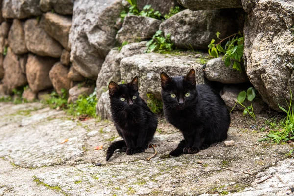 Photo Small Beautiful Black Cat Sitting Street Green Eyes — Stock Photo, Image