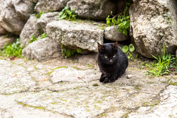 Photo Small Beautiful Black Cat Sitting Street Green Eyes — Stock Photo, Image