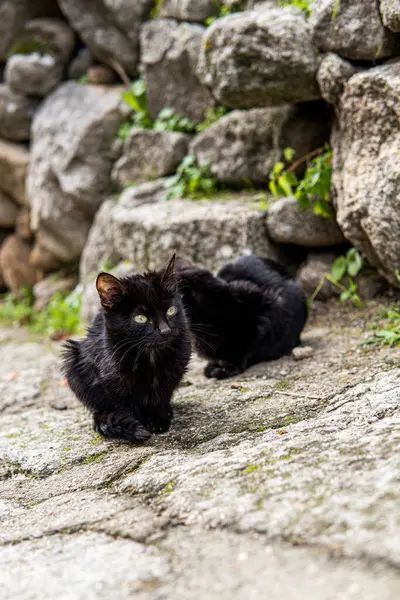 Photo Small Beautiful Black Cat Sitting Street Green Eyes — Stock Photo, Image