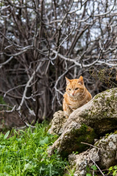 晴れた日に通りに座っている美しいオレンジ色の猫の写真 — ストック写真