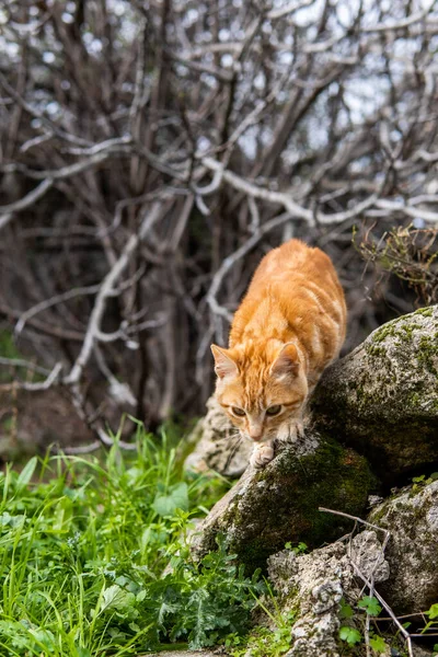 晴れた日に通りに座っている美しいオレンジ色の猫の写真 — ストック写真