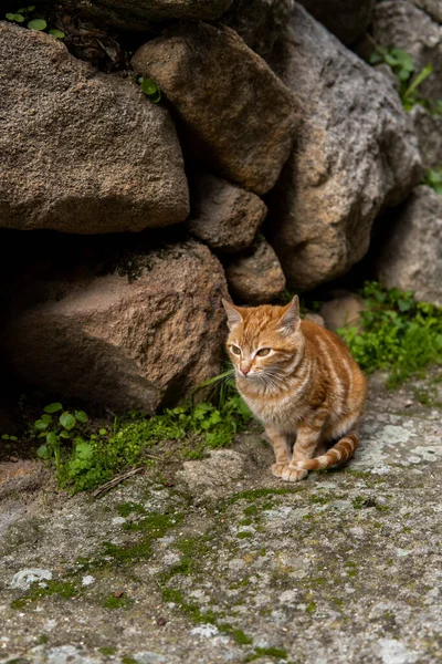 Photo Beautiful Orange Cat Sitting Street Sunny Day — Stock Photo, Image