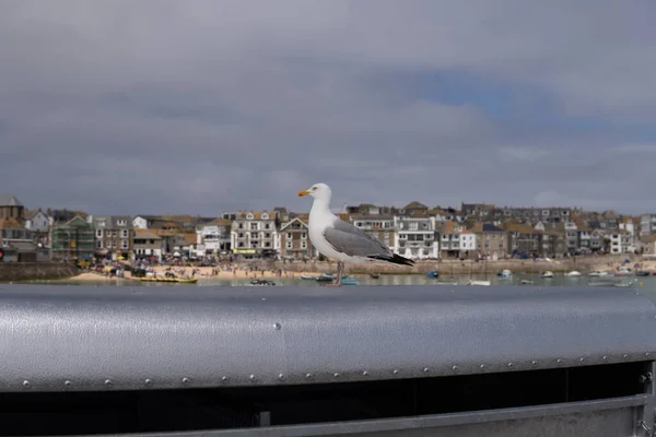 Photo Seagull Standing Next Village Sunny Day — Stock Photo, Image