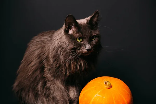 Siyah arka planda kara kedi ve balkabağı. Cadılar Bayramı sembolü. Cadılar Bayramı kedisi
