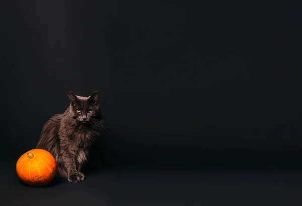 Siyah arka planda kara kedi. Cadılar Bayramı sembolü. Cadılar Bayramı kedisi