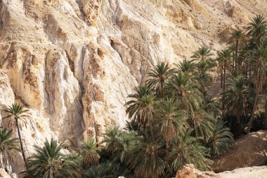 Chebika vahası, Djebel el Negueb-Tunus dağlarının eteklerinde yer alır.