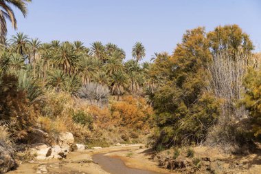 Chebika vahası, Djebel el Negueb-Tunus dağlarının eteklerinde yer alır.