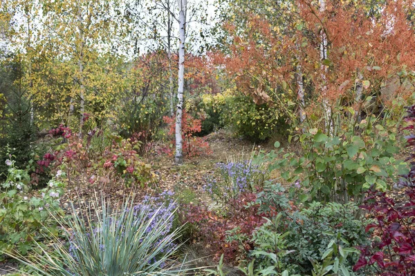 Herbstlichte Landschaft Strauch Mit Leuchtend Roten Blättern Herbstliche Astern Blühen — Stockfoto