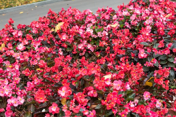 Ein Schönes Blumenbeet Mit Blühenden Lila Begonien — Stockfoto