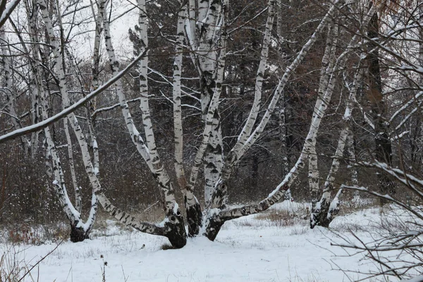 눈덮인 공원에는 마리의 자작나무가 — 스톡 사진