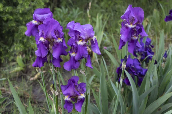 Ein Strauch Lila Bärtiger Germanischer Schwertlilien Blüht Garten — Stockfoto