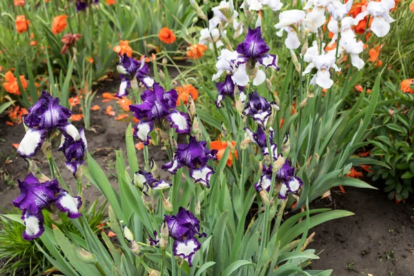 Lila Und Blaue Schwertlilien Und Roter Mohn Blühen Garten — Stockfoto