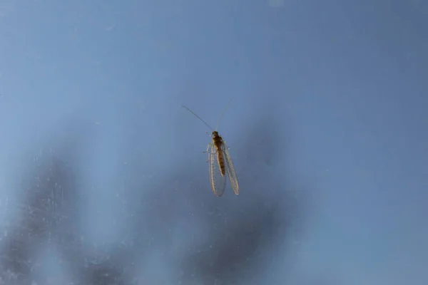 淡淡的背景上有一只长着虱子的昆虫 — 图库照片