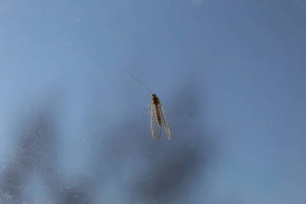 Sobre Fondo Claro Encuentra Insecto Lactante Nombre Latino Chrysopidae — Foto de Stock