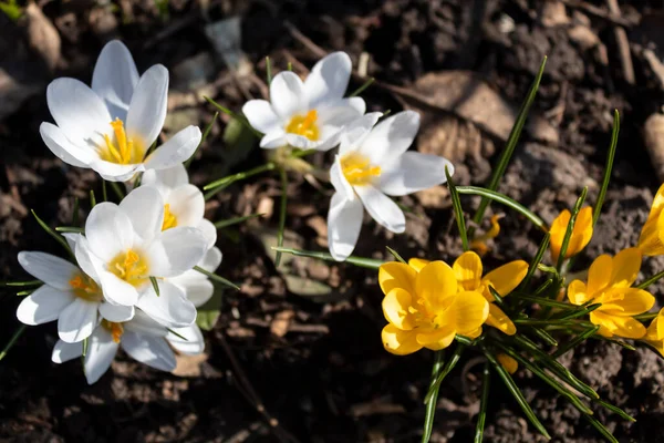 Frühling Blühten Schöne Weiße Krokusse — Stockfoto