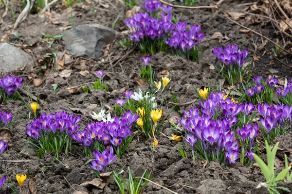 Spring Clearing Beautiful Purple White Yellow Crocuses Blossomed — Stock Photo, Image