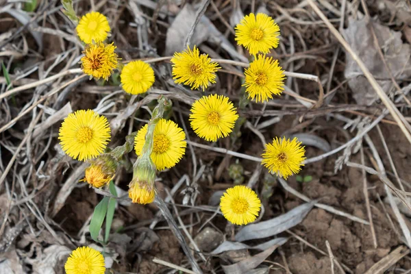 Leuchtend Gelbe Frühlingsblumen Von Mutter Und Stiefmutter Lat Tussilago Der — Stockfoto