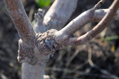 Grefti olan bir elma ağacı dalı. Fazladan bir dal kesilmiş. Callus aşının yapıldığı yerde oluşmuş.. 